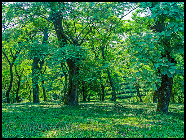 Tea Gardens in Dharamshala