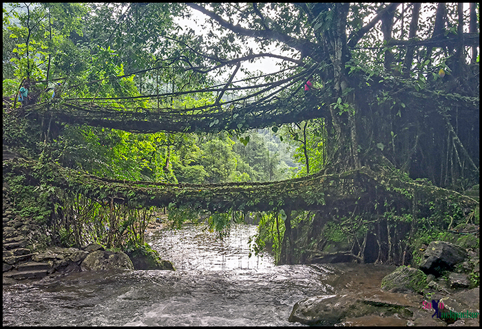 Double Decker Root Bridge, Nagriat Village, Meghalaya