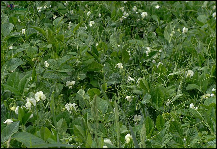 Growing vegetable in Mana Growing vegetable in Mana